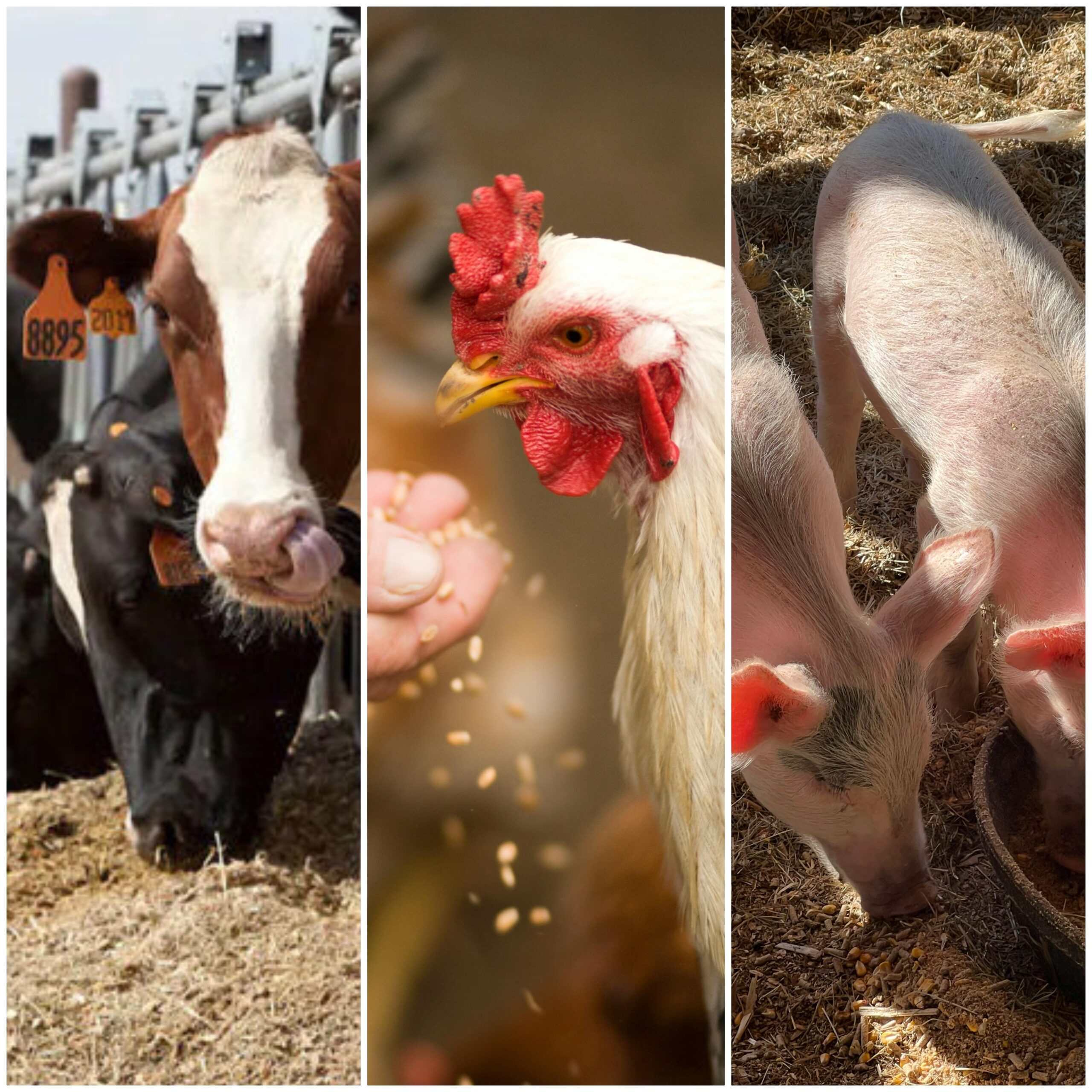 industry use case food